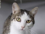Disponible à l'adoption : chatte d’un an