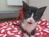 Disponible à l'adoption : chaton mâle noir et blanc