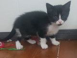 Disponible à l'adoption : chaton mâle noir et blanc