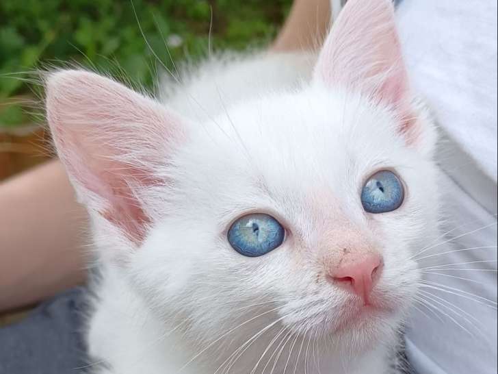 En attente d'adoption : chaton mâle de couleur blanche