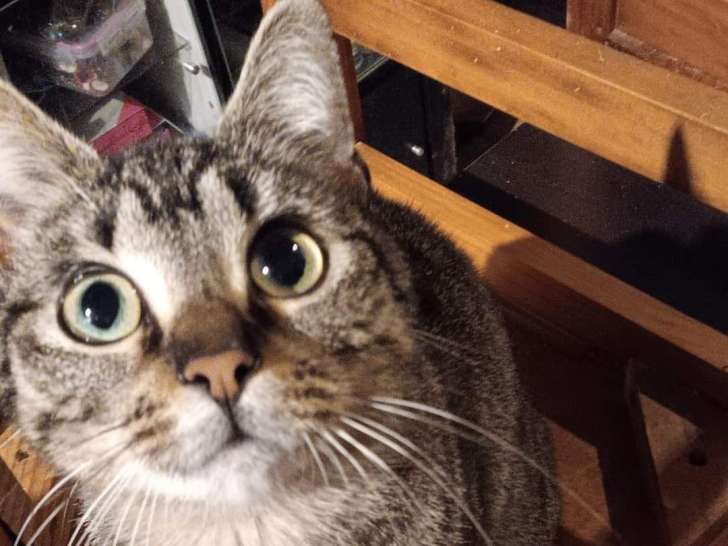 Chatte de 2 ans à adopter