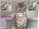Chatte grise disponible à l'adoption
