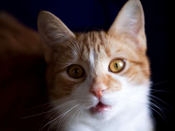 Chat roux et blanc disponible à l'adoption