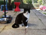 En attente d'adoption : chat noir et blanc