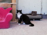 En attente d'adoption : chat noir et blanc