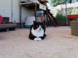En attente d'adoption : chat noir et blanc