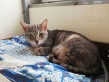 En attente d'adoption, chatte tigrée