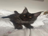 Chaton Maine Coon black smoke LOOF à vendre