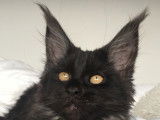 Chaton Maine Coon black smoke LOOF à vendre