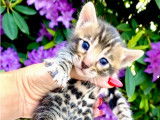Magnifiques chaton Bengal à vendre