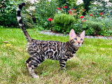 Magnifiques chaton Bengal à vendre