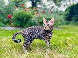 Magnifiques chaton Bengal à vendre