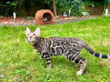 Magnifiques chaton Bengal à vendre