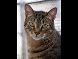 Thao, chat à adopter