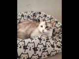 Ohana, chatte à adopter