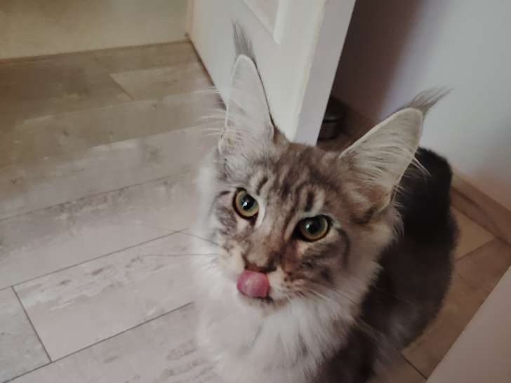 Chaton Maine Coon LOOF à vendre