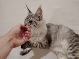 Chaton Maine Coon LOOF &agrave; vendre