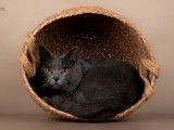 Chatons Chartreux à vendre