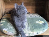 Chatons Chartreux à vendre