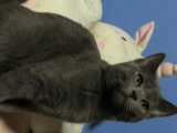 Chatons Chartreux à vendre