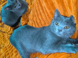 Chatons Chartreux à vendre