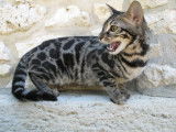 Chaton Bengal brown femelle &agrave; vendre type charcoal