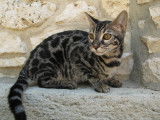 Chaton Bengal brown femelle &agrave; vendre type charcoal