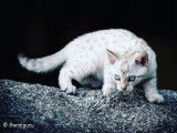 une demi soeur, couleur snow lynx comme 4 des chatons