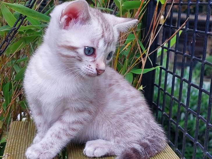 femelle snow lynx 4,5 semaines