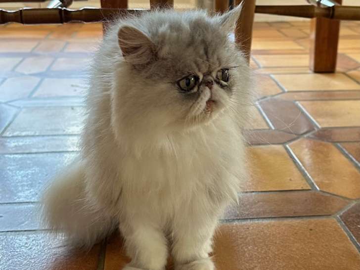 Donne jolie chatte Persan chinchilla