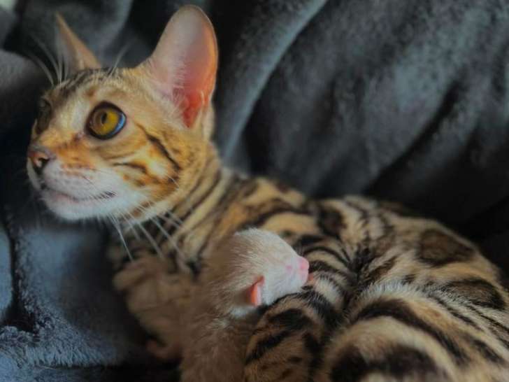 Couple de chat du Bengal à vendre