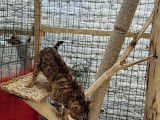 Chatons de race Bengal à vendre (2 mâle avec pedigree)