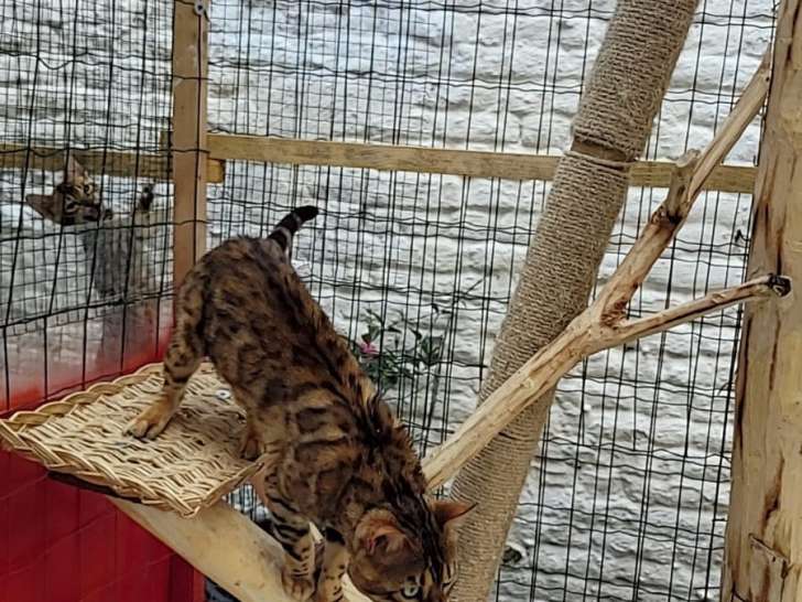 Chatons de race Bengal à vendre (2 mâle avec pedigree)