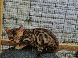 Chatons de race Bengal à vendre (2 mâle avec pedigree)