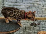 Chatons de race Bengal à vendre (2 mâle avec pedigree)