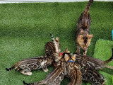 Chatons de race Bengal à vendre (2 mâle avec pedigree)