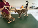 Chatons de race Bengal à vendre (2 mâle avec pedigree)