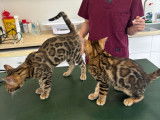 Chatons de race Bengal à vendre (2 mâle avec pedigree)