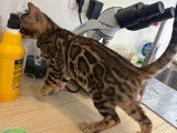 Chatons de race Bengal à vendre (2 mâle avec pedigree)