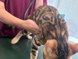Chatons de race Bengal à vendre (2 mâle avec pedigree)