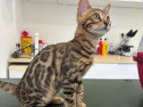 Chatons de race Bengal à vendre (2 mâle avec pedigree)