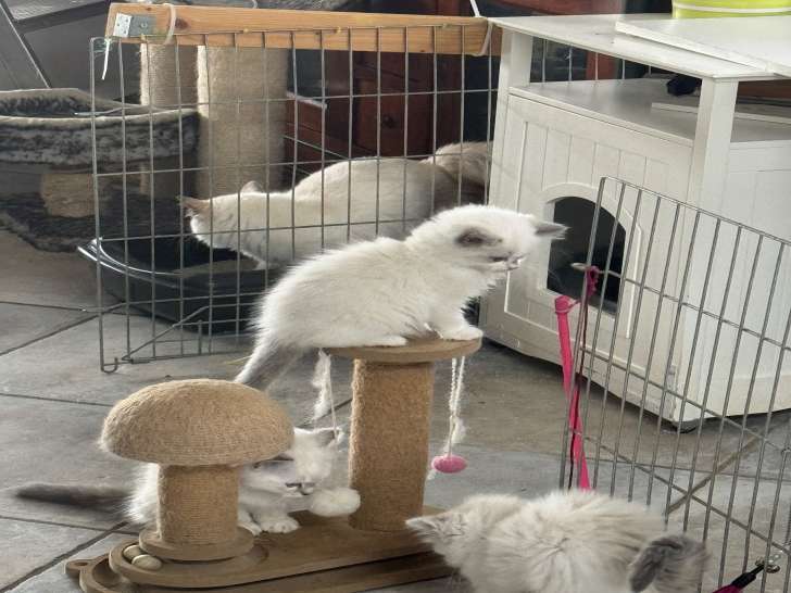Chatons Ragdoll à vendre