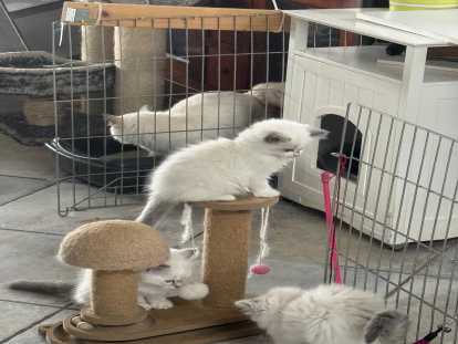 Chatons Ragdoll à vendre