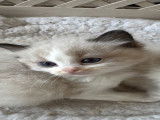 Chatons Ragdoll à vendre