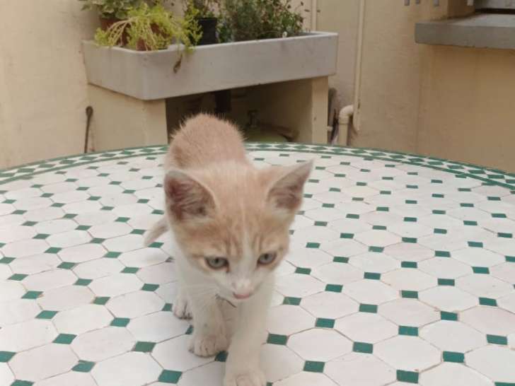 Azur, chaton de 4 mois à donner