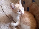 Azur, chaton de 4 mois à donner
