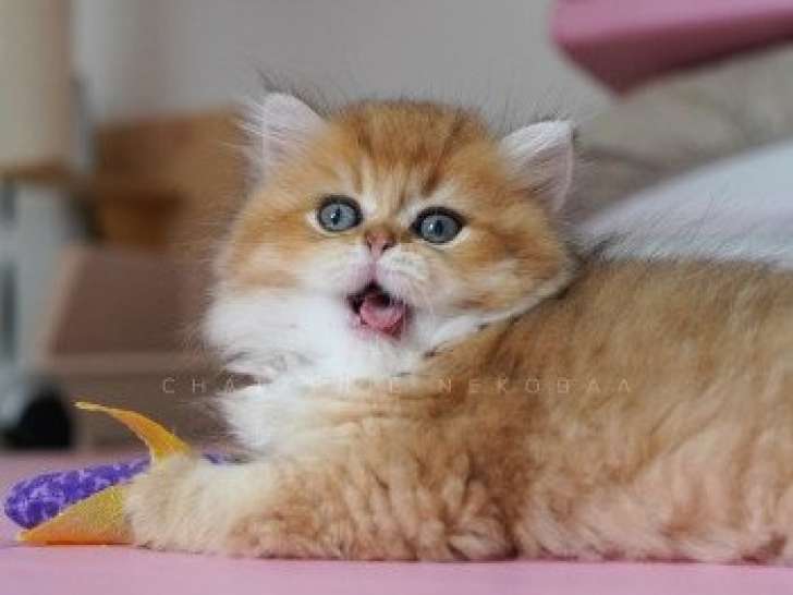 Magnifique British longhair black golden à vendre