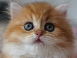 Magnifique British longhair black golden à vendre