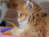 Magnifique British longhair black golden à vendre