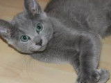 Femelle Chartreux disponible pour saillie